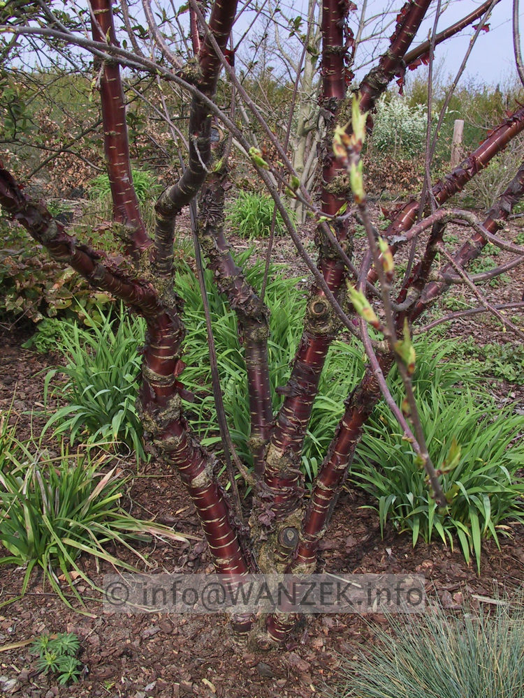 Prunus serrula 04 Rinde Fruehling.jpg
